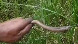Spot sawah hampir kering..!!!!Belut jadi ganas ganas...!!!