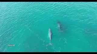 The Secret Voice of the Blue Whale &ndash; Louder Than a Jet Engine