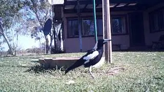 Birds of Lorna Glen homestead