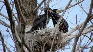 カワウ/Phalacrocorax carbo 09_260126_上野不忍池