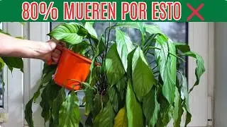 C&oacute;mo Regar Plantas Correctamente | El Error que Todos Cometen