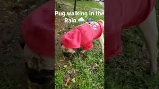 Pug on a walk while it's raining 🌧 Dog wearing his hoodie 😎