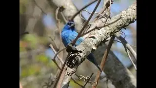 Indigo Bunting Song