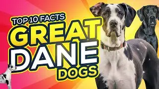 Top 10 Facts on Great Danes | Facts On Great Dane Dogs