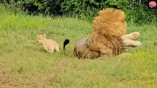 Lion cubs trying to bother their dad | Cute Animal Moment Shorts Compilation  #kindness #funny