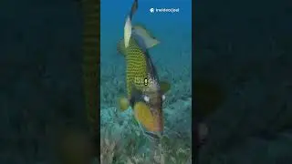 D&eacute;couvrez le fascinant Poisson Baliste cabri!
