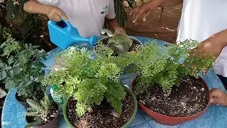 Preparando substrato para samambaias, renda portuguesa, chifre de veado e avencas...