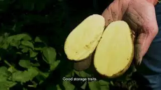 Potato Variety Lady Jane