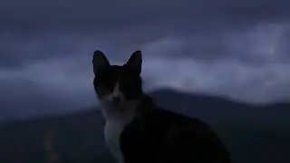 Cat at Dawn