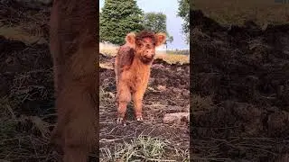 Meet Walda the Baby Highland Calf | New Addition to JAAS Mini Farm