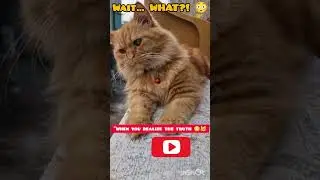 Wait&hellip; WHAT?! 😳#CatReaction  #FunnyCat  #RealizationMoment