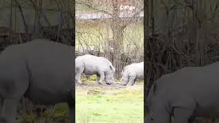 Horn to Horn: Rhinoceros Battle #rhinos #rhinoceros #shorts
