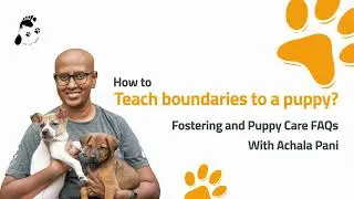 How to teach boundaries to ur puppy | Puppy Care FAQs with Achala Pani | Let&rsquo;s Live Together