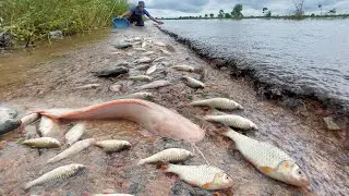 Wild Fish Trapped on Road &ndash; Emergency Rescue & Catch