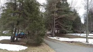 Sugar Island, MI - Moose