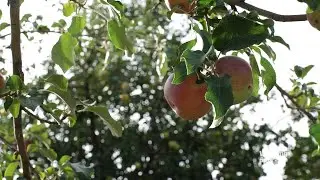Wyoming's Heritage Apples - Our Wyoming
