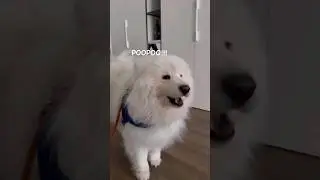 awoo #dog #foryou #fyp #viral #cute