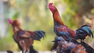 C0635 Sounds of wildlife Animals, Animal Moment Chicken Sounds Noises Hens Clucking Roosters Crowing