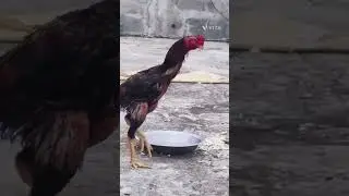 #asil #aseelmurga #video #viralvideo #murakh #parrotbeakaseelmurgaladai #humor #birds #humor #pets