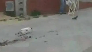 funny moment 1  cat trying to eat a chicken
