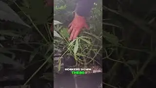 Admiring the Massive Sour Diesel Plants 🌿🌿