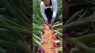 Onions Farming #shorts #agriculture #youtubeshorts #farming #china #onion #onionfarming #video