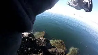 huge and big opaleye at sealbeach con el Jr