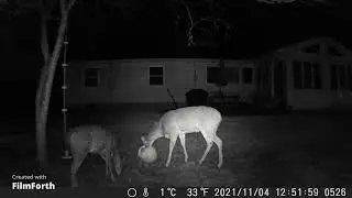 back yard buddies.