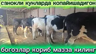 140 см богозларди оптим жойидан арзон шакилда сотувда 2026.01.25