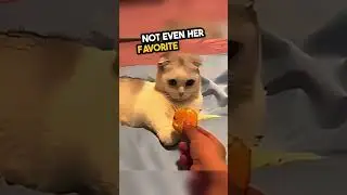 #heartwarming #cat #wholesome #pets #wholesomeness
