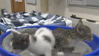 NYC Animal shelters can't keep up with the influx of cats