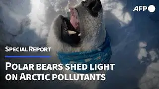 Polar bears shed light on Arctic pollutants | AFP
