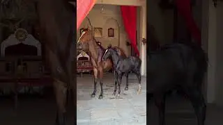 Mare Manmurad Sire Parbhat DNA Rajistrd And Filly Murad Sird Hidalgo by Hansraj Barkana 8949196130