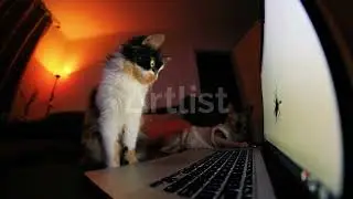 6203918 Coat Table Laptop Calico By Oleh Ibrahimov Artlist HD