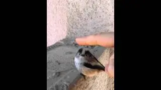 Awesome surreal bird (Long-tailed tit) pet
