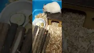Булка знакомится с новой клеткой