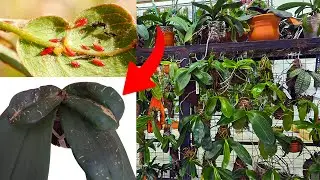 A TRIPES quase destruiu todo meu ORQUIDÁRIO