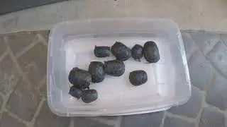 Celebrate World Turtle Day with a Blanding's Turtle Release