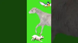 Green screen animal running#animal #stampede #greenscreen