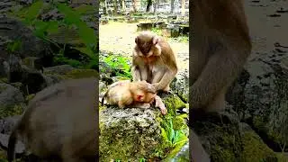 &ldquo;This baby grows surrounded by warmth, trust, and unconditional love 🐒🌱💖🤱.&rdquo;