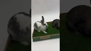Real Grass For Indoor Bunnies