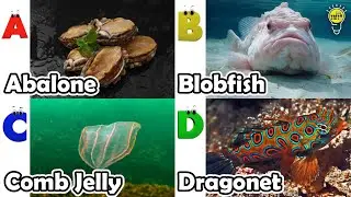 Изучаем названия морских животных | Песенка про морских животных | Самые популярные морские сущес...