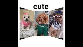 Cute pet tik-tok compilation