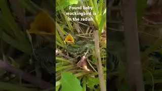 Found baby mockingbird.  @Wide Open Transit farm