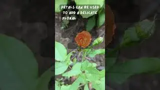 Roses: Surprising Facts You Never Knew!