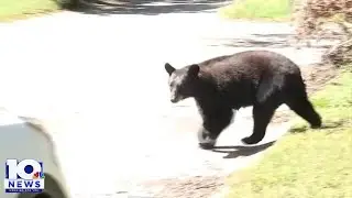 Virginia Department of Wildlife warns of increased bear activity this spring