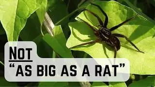 SPIDER SUCCESS! I tracked down the 