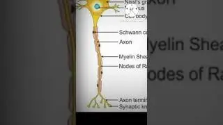 Labeled Diagram Of Neuron //Structure Of Neuron