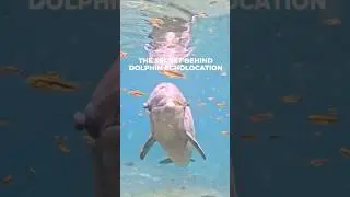 The secret behind a dolphin echolocation explained!