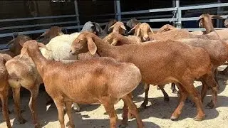 O'ZIMNI QO'RAMGA TOZA ZOTLI GIGAND BO'G'OZ SOVLIQLAR VA LINYALIK ARASHANLAR KELDI SHOSHILAMIZ 
